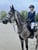 Horse ad