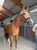 Horse ad