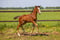 Paardadvertentie