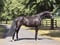 Annonce cheval