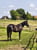 Horse ad
