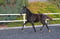 Horse ad