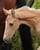 Horse ad