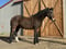 Horse ad