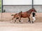 Horse ad