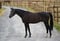 Horse ad