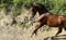 Annuncio cavallo