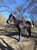 Horse ad
