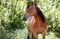 Annuncio cavallo