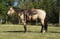 Annuncio cavallo