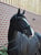 Annuncio cavallo