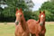 Annuncio cavallo