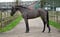 Horse ad