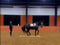Horse ad