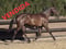 Horse ad