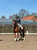 Annuncio cavallo