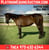 Horse ad