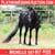 Horse ad