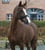 Horse ad