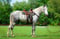 Annuncio cavallo