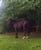 Horse ad