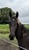 Horse ad