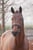 Horse ad