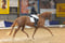 Anuncio de caballos