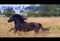 Anuncio de caballos