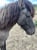Annuncio cavallo