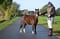 Horse ad