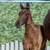 Horse ad