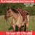 Horse ad