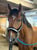 Annonce cheval