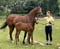 Annuncio cavallo