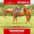 Paardadvertentie