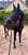 Annuncio cavallo