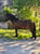 Horse ad