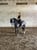 Annonce cheval