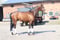 Anuncio de caballos