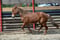 Annonce cheval