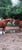 Horse ad