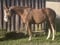 Annuncio cavallo
