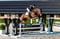 Annonce cheval