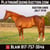 Horse ad