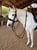 Horse ad
