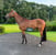 Annonce cheval