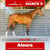 Horse ad