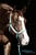 Annuncio cavallo