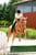 Horse ad